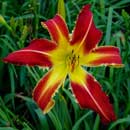 Heavenly Start Your Engines Daylily